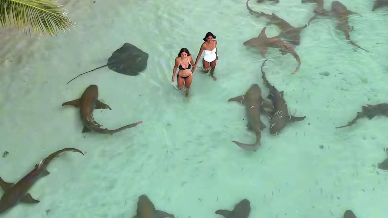 I think that I just saw a shark (via:@nauchard)