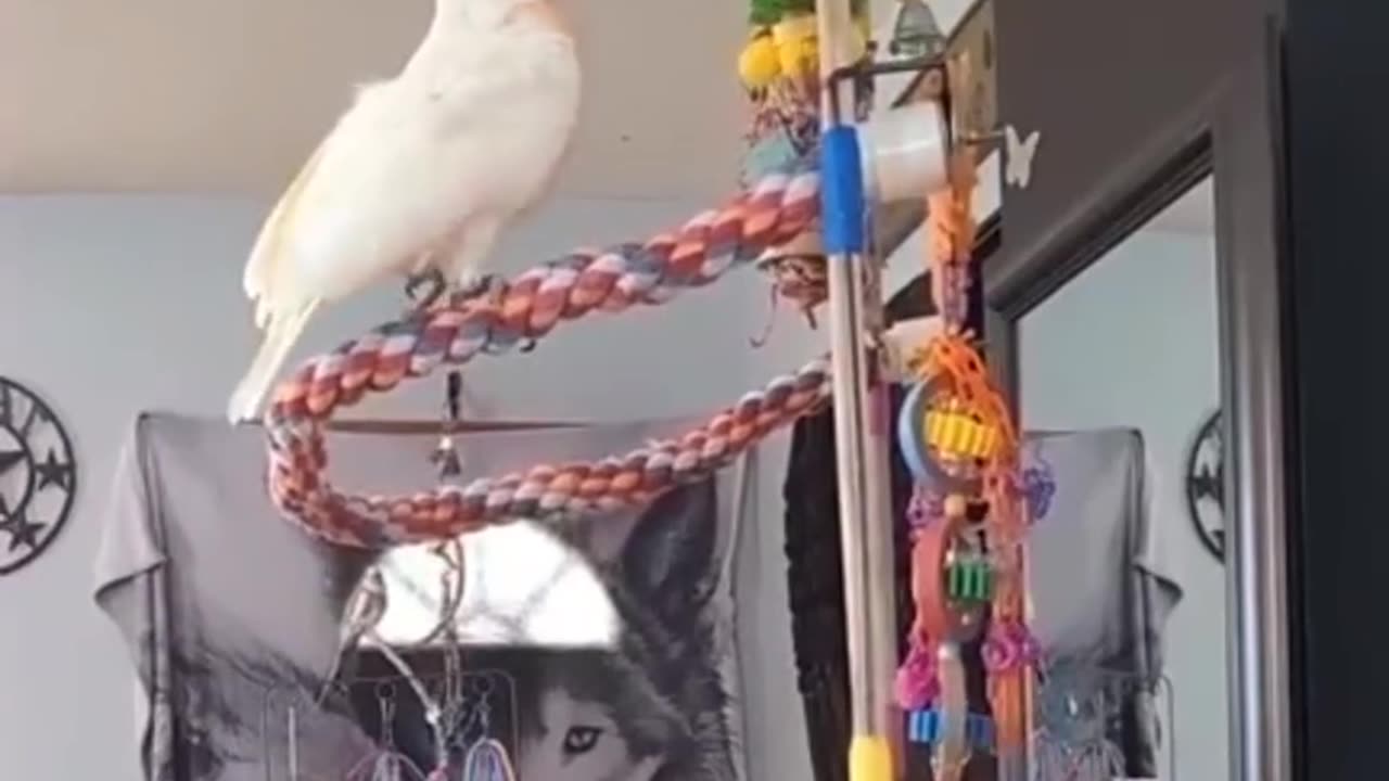 Sunny Boy Singing
