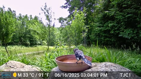 Blue Jay Bath