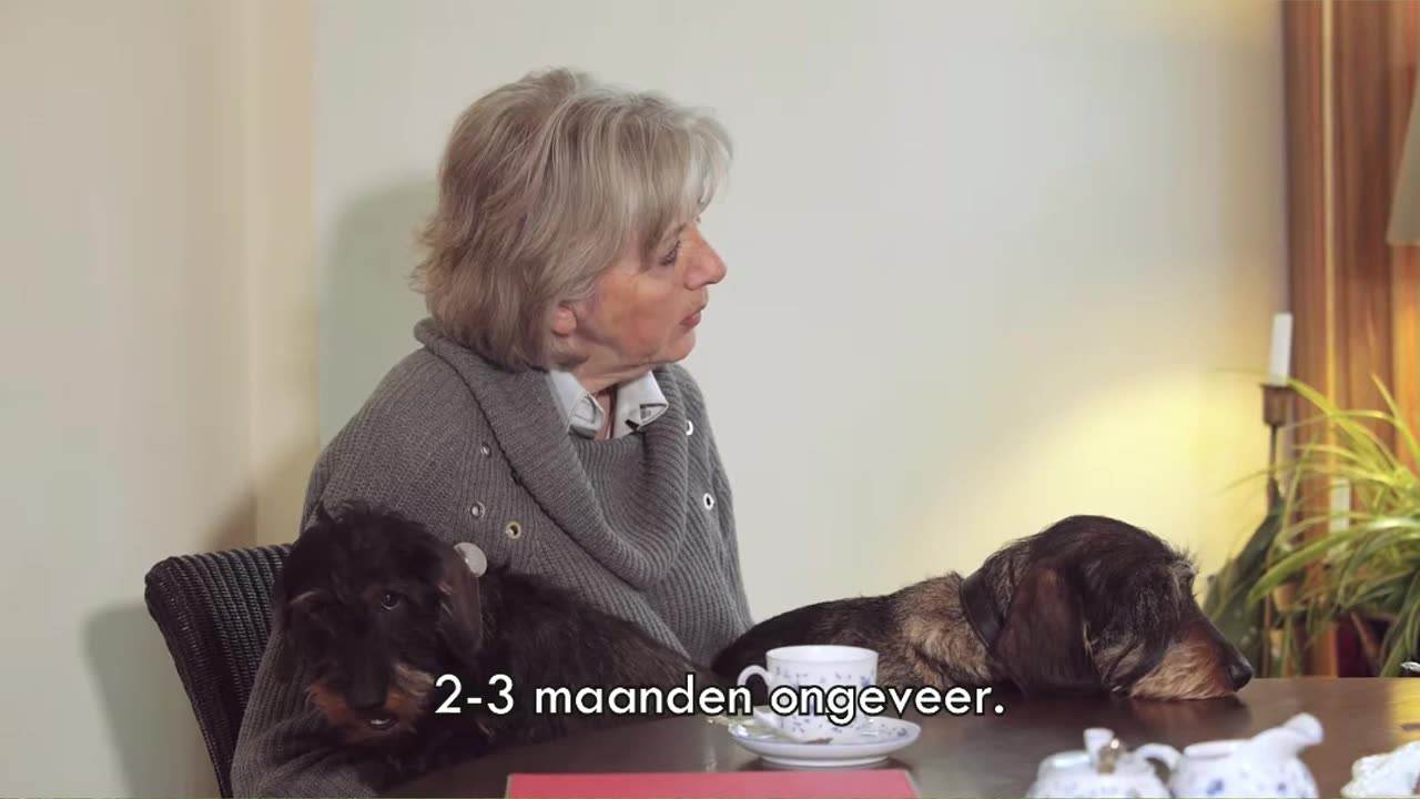 Hondje kan weer lopen met CBD