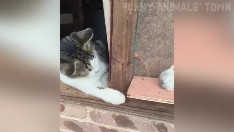 Funniest Cats and Dogs 🐶🐱 _ Funny Animal Videos(10)