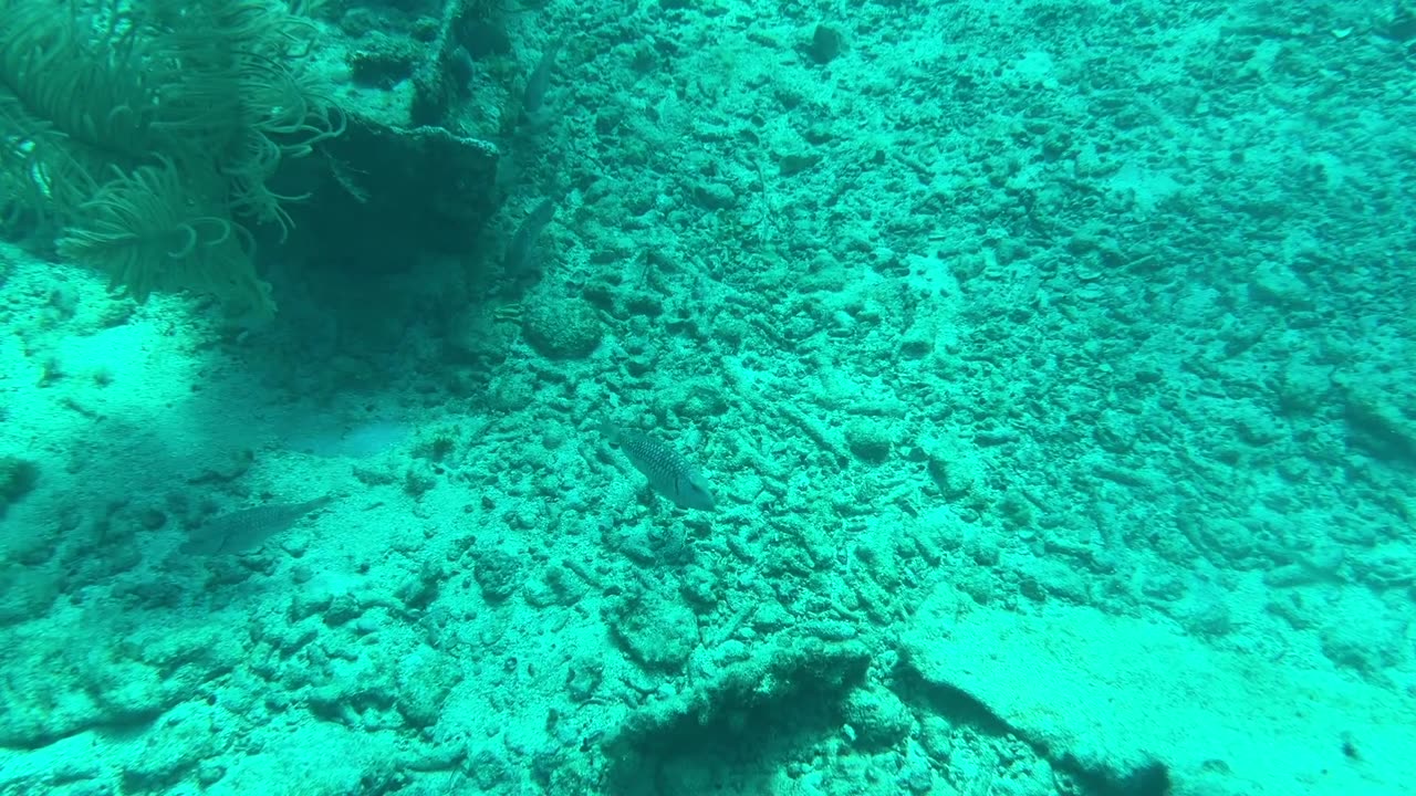 Diving the Undersea Highway on Elbow Reef Key Largo Florida - Depth 24 Feet