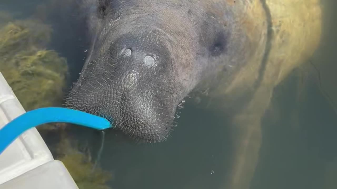 Maybel the Manatee Captures Tourist's Heart