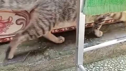 "When Cats Become Movie Stars... Except the Lazy Ones 😂 | Funny Cat Acting Show"