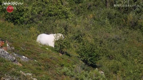 NHKスペシャル ホットスポット Season4 第2集 ガラパゴス 新時代の生きものたち