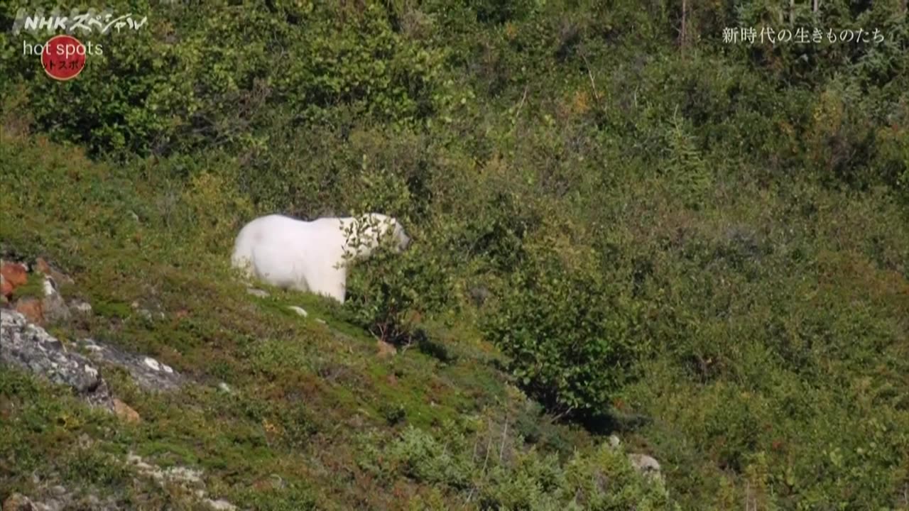 NHKスペシャル ホットスポット Season4 第2集 ガラパゴス 新時代の生きものたち