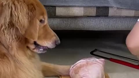 Cute Dog Funny Video 🐶😂