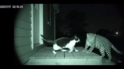 Cat can handle everything Follow for more