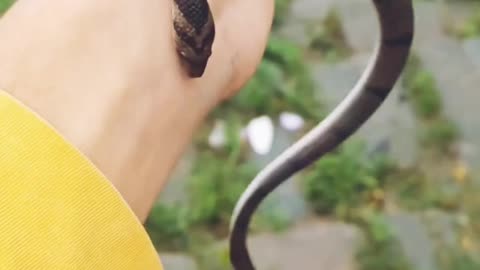 Little small sneak #snake #animals #nature