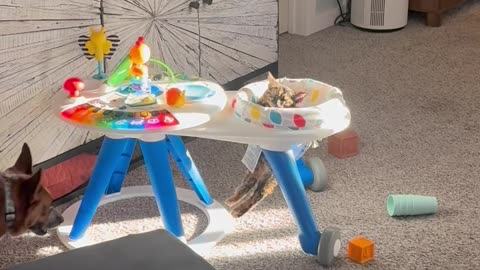 Cat Chilling In A Sunny Chair