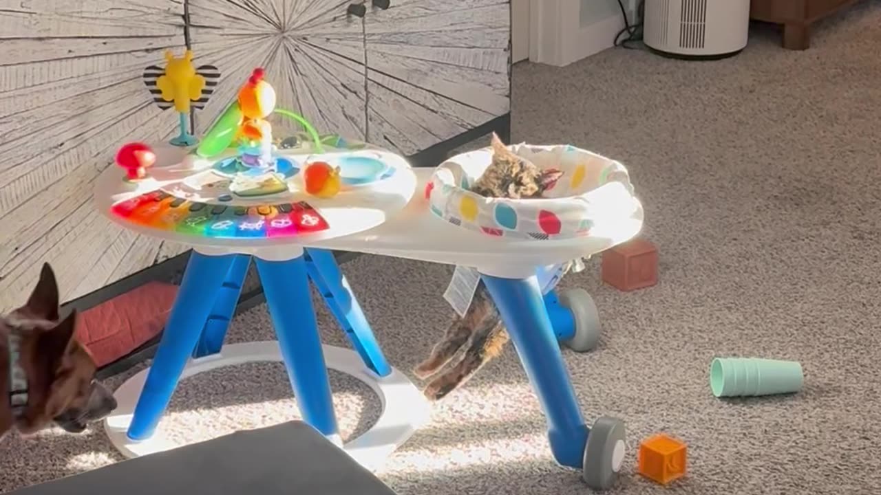 Cat Chilling In A Sunny Chair