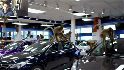 Outtake #1,086 Of Over 3 Monkeys Roam Around A Car Dealership Fake Funny Parody Video
