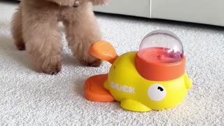 These Dogs Are So Cute