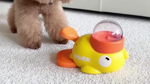 These Dogs Are So Cute