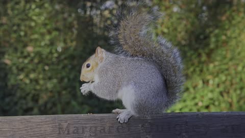 Incredible Wildlife in Stunning 16K HDR 120fps Dolby Vision