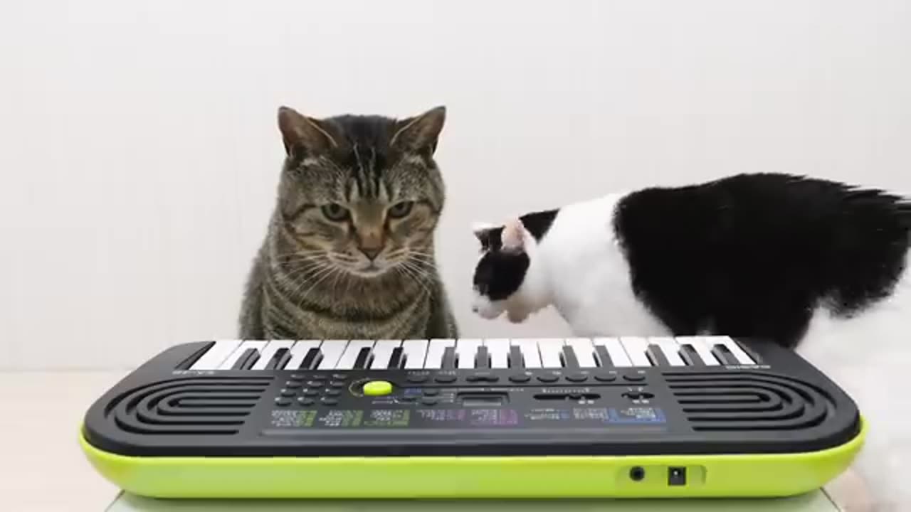 Cats and Piano #kittens #cute #cats #animals #kittenslove