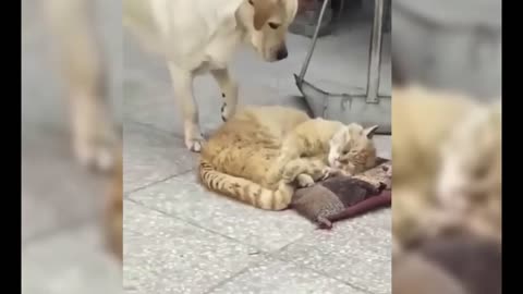 😂 FUNNIEST Animal Moments Caught on Camera – Try Not to Laugh Challenge!