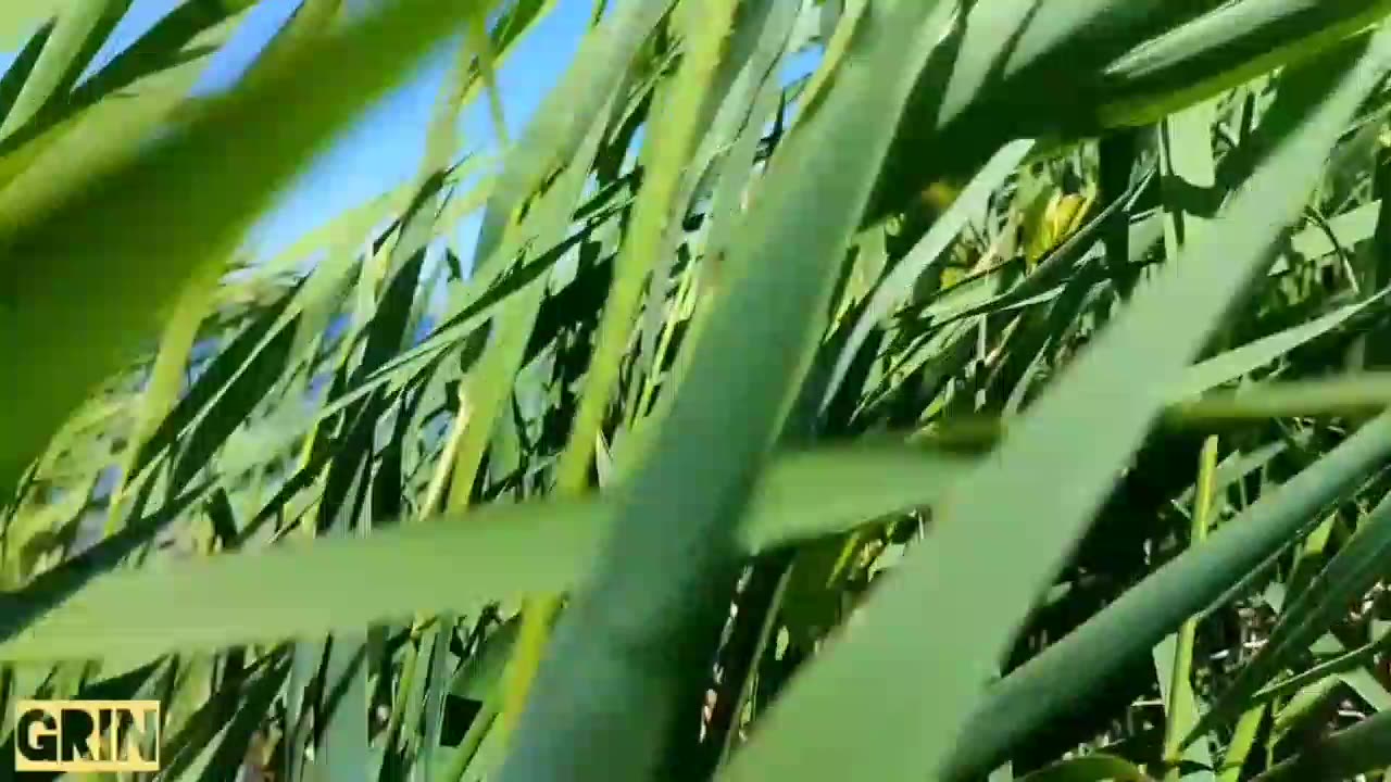 🟩GRIN - Стебли камыша...🌾