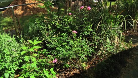 Permaculture Paradise: Alex Ojeda's Garden1!