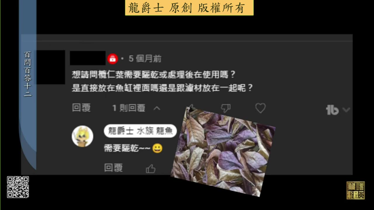 【龍爵士】千問千答 Q120 欖仁葉需要曬乾或處理後使用嗎，直接放魚缸還是跟濾材放一起