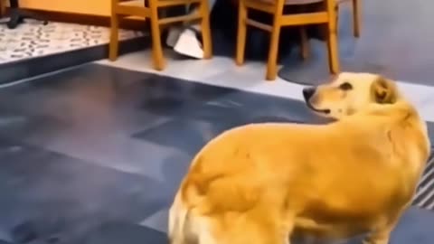Dog's Comedy Videos 🤣 so cute videos 😍 funny videos 🤣
