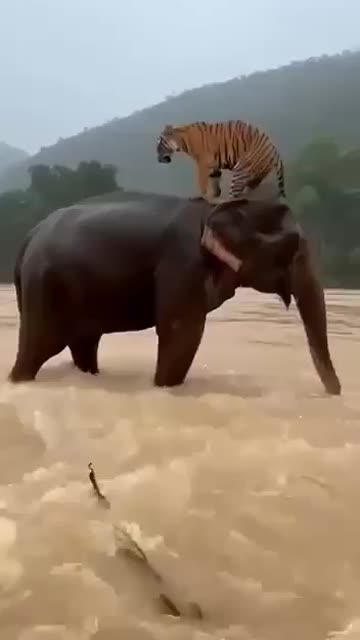 A rare and touching incident