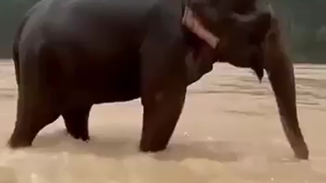 A rare and touching incident