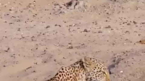animals