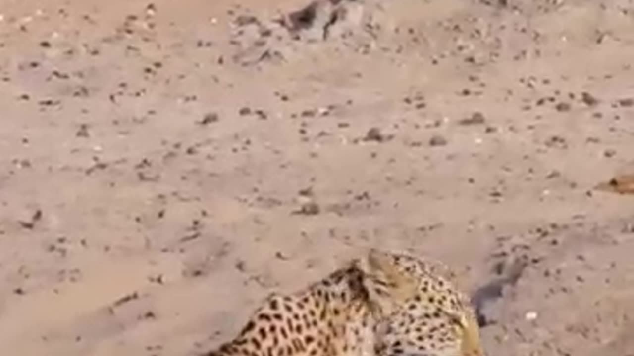 animals