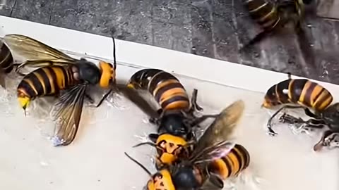 HORNET TROOPS VS HONEY BEE