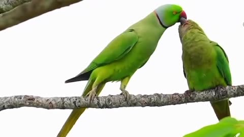 Perrot love