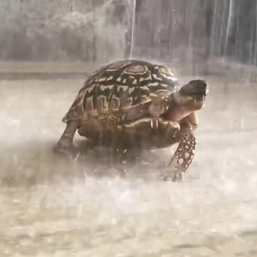 Tortoise enjoying a shower.. 😊