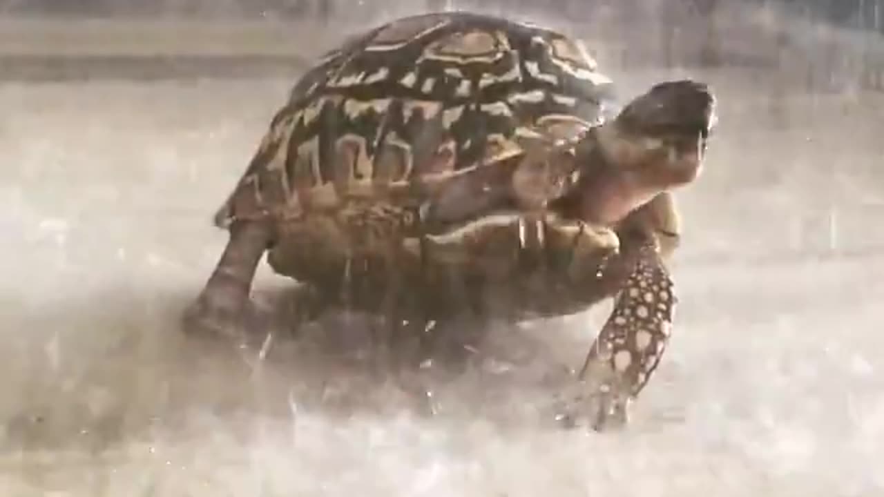 Tortoise enjoying a shower.. 😊