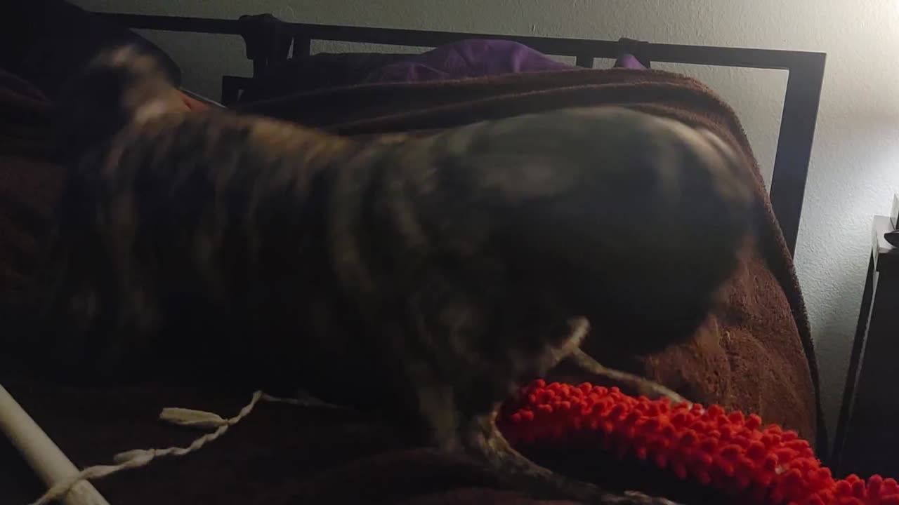 Zeus the Pug gets ready for bed