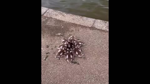AWW Cute Animals Compilation❤️