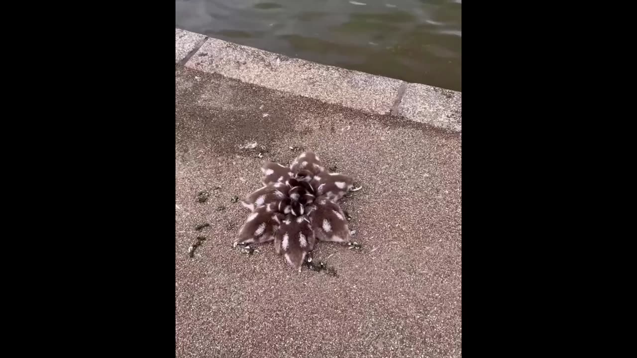 AWW Cute Animals Compilation❤️