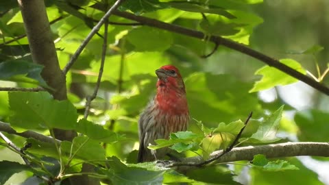 Sweet Melody of the House Finch #housefinch