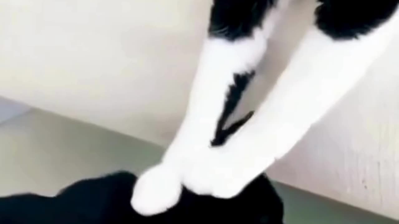 FUNNY ANIMAL COMPILATIONS - PART 81