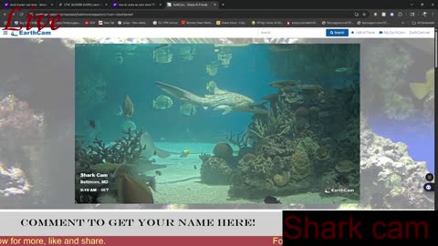Shark Cam