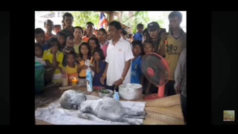 Hybrids: Inter-Species Cyborg Beings (chimera) ⚠️ MATURE ⚠️