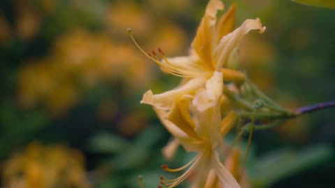 Fastest Way to Establish Azaleas