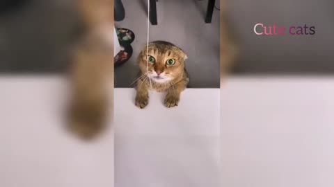 Funny animal