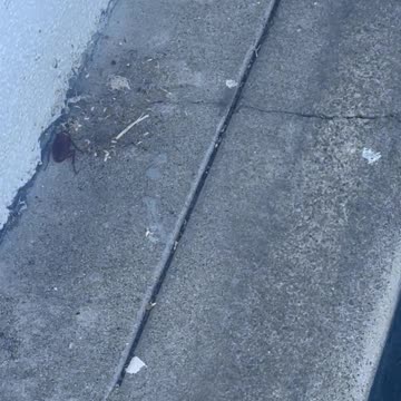 7/28/25 Lp 8 15:53 Strange cockroach Animal