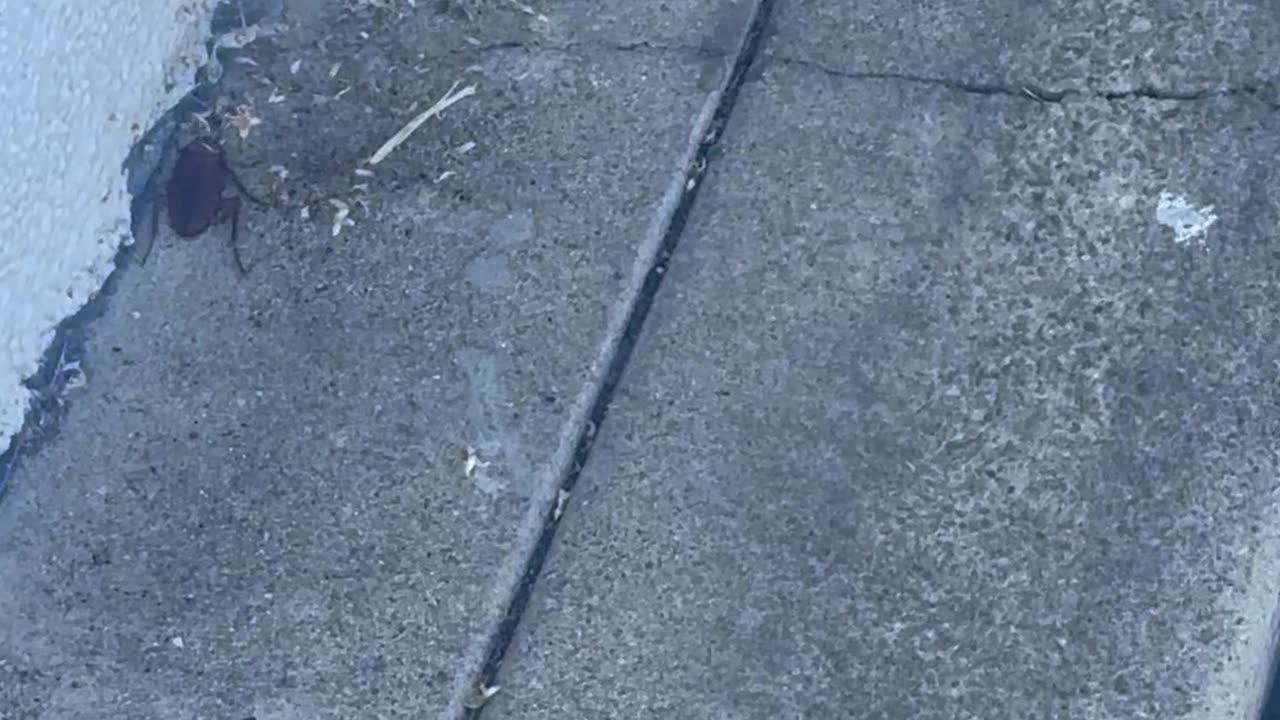 7/28/25 Lp 8 15:53 Strange cockroach Animal