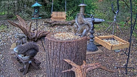 LIVE 24/7 Indiana Birds, Squirrels and Wildlife Feeder Cam
