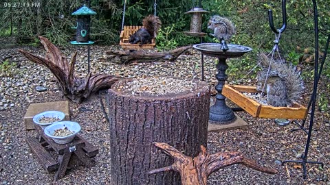 LIVE 24/7 Indiana Birds, Squirrels and Wildlife Feeder Cam