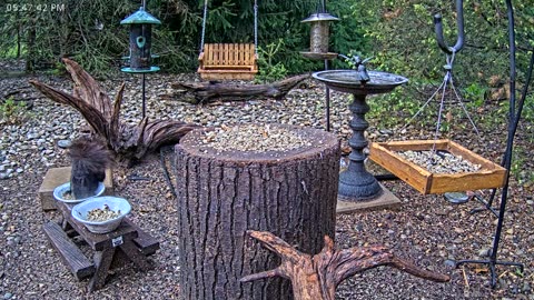 LIVE 24/7 Indiana Birds, Squirrels and Wildlife Feeder Cam
