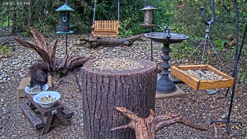 LIVE 24/7 Indiana Birds, Squirrels and Wildlife Feeder Cam