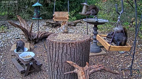 LIVE 24/7 Indiana Birds, Squirrels and Wildlife Feeder Cam