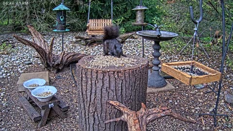 LIVE 24/7 Indiana Birds, Squirrels and Wildlife Feeder Cam